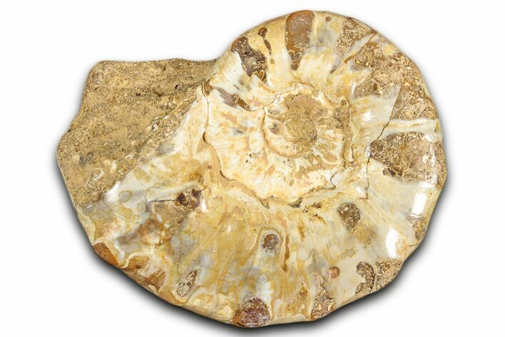 Jurassic Ammonite (Euaspidoceras) Fossil - Madagascar #349164